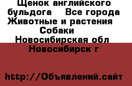 Щенок английского бульдога  - Все города Животные и растения » Собаки   . Новосибирская обл.,Новосибирск г.